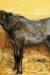 1970, Lucian Freud : A Filly