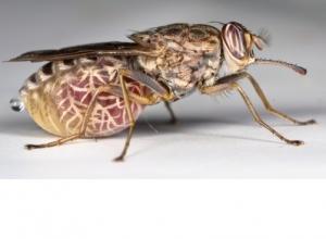 MALADIE du SOMMEIL: Combiner géographie et génomique pour éradiquer tsé-tsé – CIRAD et PNAS