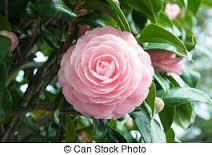 Résultat de recherche d'images pour 