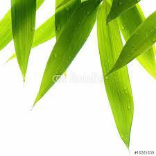 Résultat de recherche d'images pour 