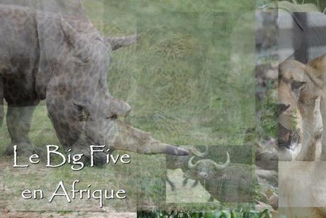 Le Big Five en Afrique !
