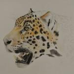 dessin de jaguar