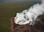 forêts trois impacts majeurs climat