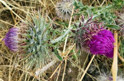 Un chardon : Carduus nutans