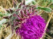 chardon Carduus nutans