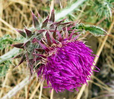 Un chardon : Carduus nutans