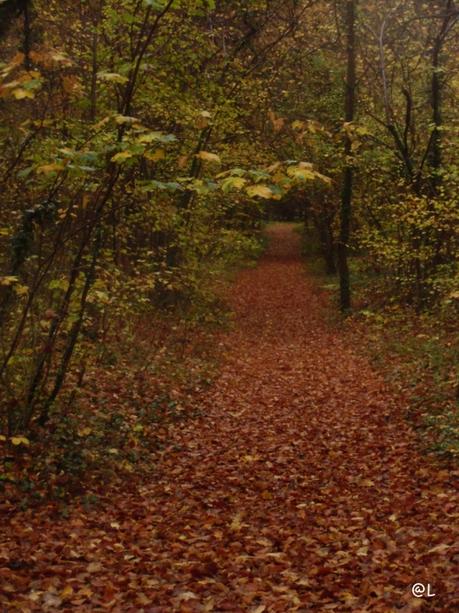 ForÃªt d'automne