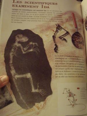 Ida, l'extraordinaire histoire d'un primate vieux de 47 millions d'années