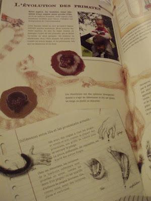 Ida, l'extraordinaire histoire d'un primate vieux de 47 millions d'années