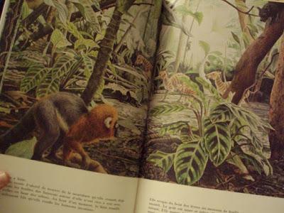 Ida, l'extraordinaire histoire d'un primate vieux de 47 millions d'années