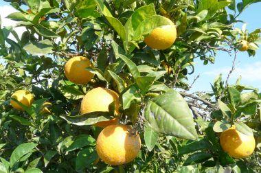 L’ORANGE, BIEN PLUS QU’UN FRUIT – BIOBOX.FR