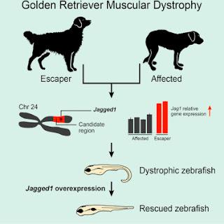 #Cell #dystrophiemusculairededuchenne #DMD #Jagged1 #chien #GRMD Le gène Jagged 1 au secours  du phénotype de la dystrophie musculaire de Duchenne