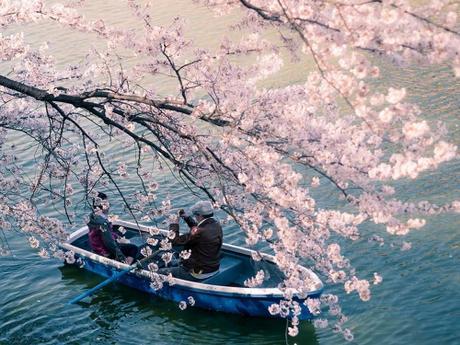 Les cerisiers fleurissent malgré tout – Keiko Ichiguchi