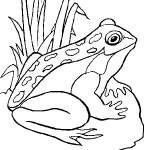 dessin de grenouille