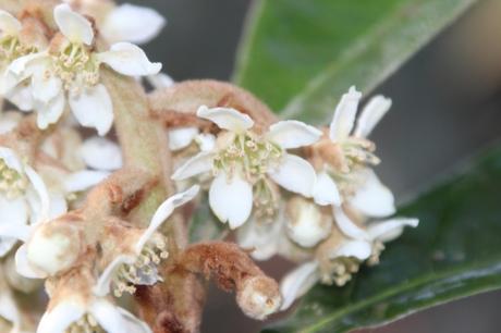 eriobotrya oliver veneux 12 nov 2015 007 (4).jpg