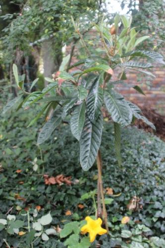 4 eriobotrya oliver veneux 10 oct 2015 001 (1).jpg