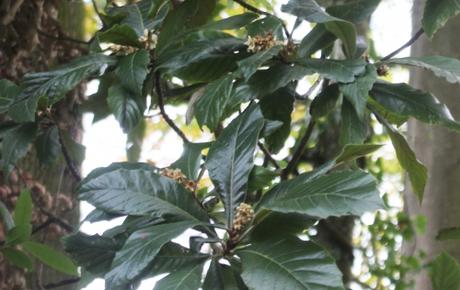 2 eriobotrya 1 veneux 4 nov 2015 007 (2).jpg