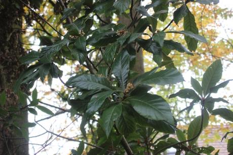 1 eriobotrya 1 veneux 6 nov 2015 027 (1).jpg