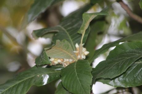 3 eriobotrya 1 veneux 6 nov 2015 027 (2).jpg