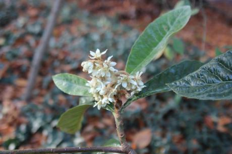 eriobotrya oliver veneux 12 nov 2015 006.jpg