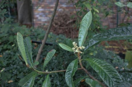 5 eriobotrya oliver veneux 10 oct 2015 001 (2).jpg