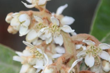 eriobotrya oliver veneux 12 nov 2015 007 (2).jpg