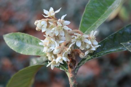 eriobotrya oliver veneux 12 nov 2015 007 (1).jpg