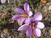 Cueillette crocus safran