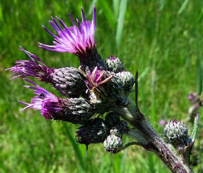Des Circes (3) : Cirse des marais