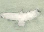 braconnier Marc SEGUIN