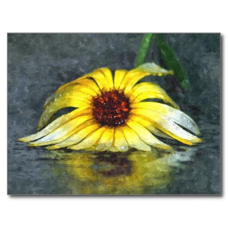 Marguerite jaune sous la pluie cartes postales