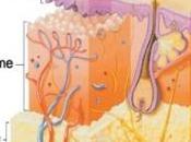 L’exfoliation secrets