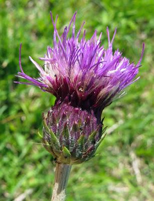 Des Cirses (4) : Cirse tubéreux