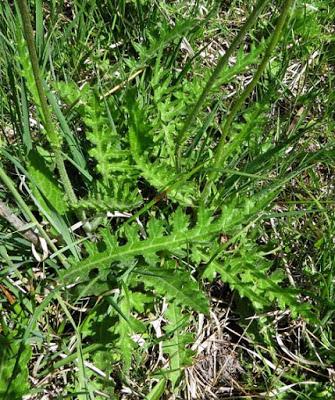 Des Cirses (4) : Cirse tubéreux