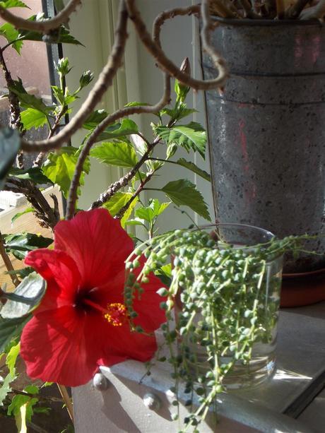 fleurs de peau fleurs de peau