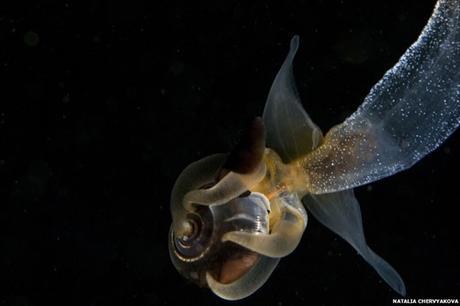 Prédation de Clione limacina sur Limacina helicina