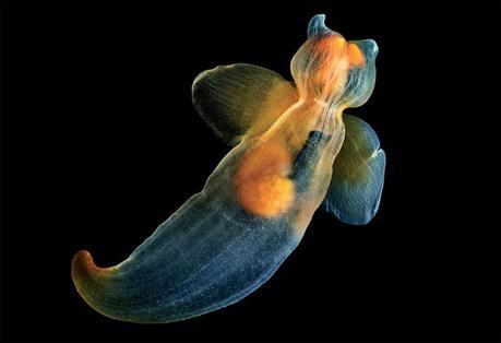 Clione limacina, Alexander Semenov