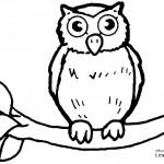 dessin de hibou