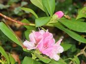 Photinia, délire printemps
