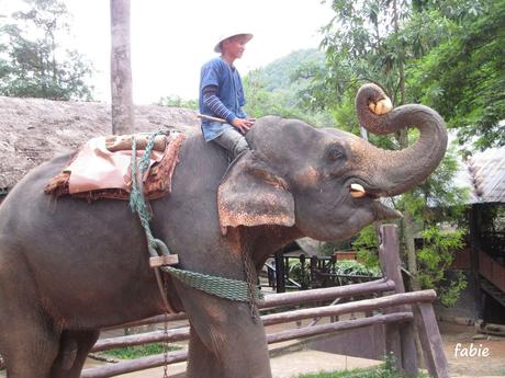 La Thaïlande - les animaux