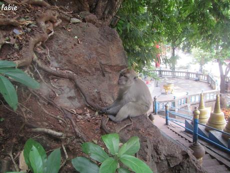 La Thaïlande - les animaux