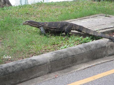 La Thaïlande - les animaux