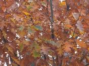 L'agroforesterie, solution pour l'agriculture, induit nombreux changements