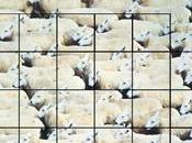 Cheaper Shepherd Holysheep Release party