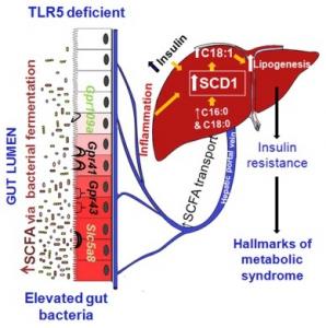 MICROBIOTE: Les fibres parfois accélératrices d'obésité et de diabète? – Cell Metabolism