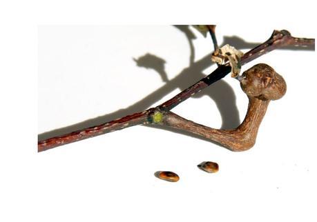 Graine hovenie sucrée