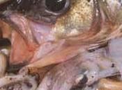 Petits rougets barbets chipirons dans sauce l’encre