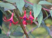 Fuchsia regia reitzii