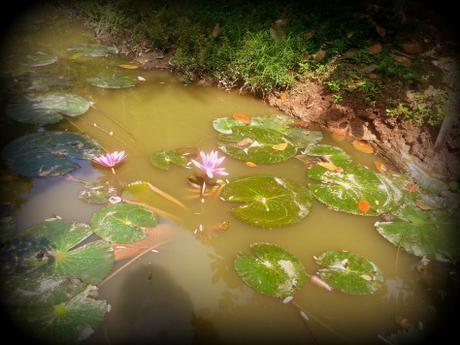 lotus vietnam