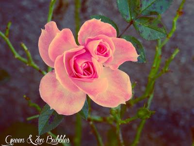 ♡La rose aux deux coeurs♡